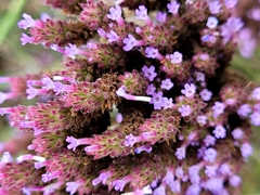 Verbena incompta