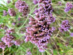 Verbena incompta