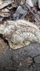 Coriolopsis strumosa