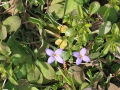 Houstonia