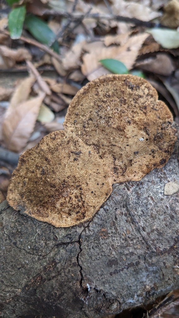 Coriolopsis strumosa · February 2023 · photo: © atsushi_nakajima_cirque (iNaturalist, cc-by)