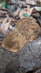 Coriolopsis strumosa