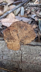 Coriolopsis strumosa