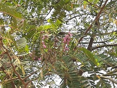 Peltophorum