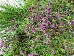 Verbena incompta