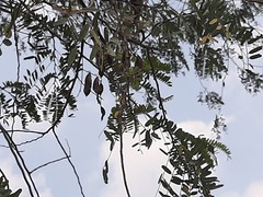 Peltophorum
