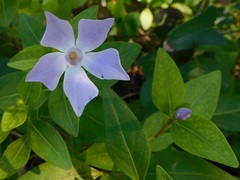 Vinca difformis