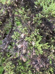 Ericameria ericoides