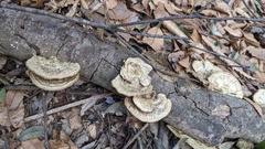 Coriolopsis strumosa