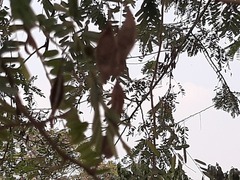 Peltophorum