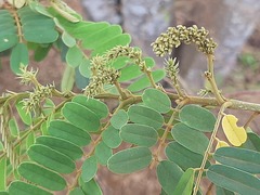 Peltophorum