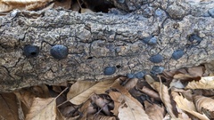 Annulohypoxylon truncatum