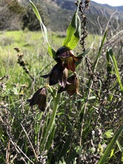 Fritillaria biflora