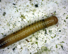 Brachyiulus
