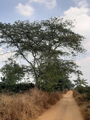 Peltophorum