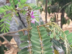 Peltophorum
