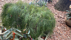 Russelia equisetiformis