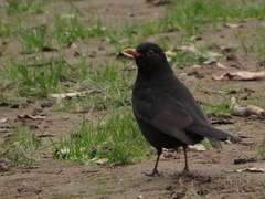 Turdus merula