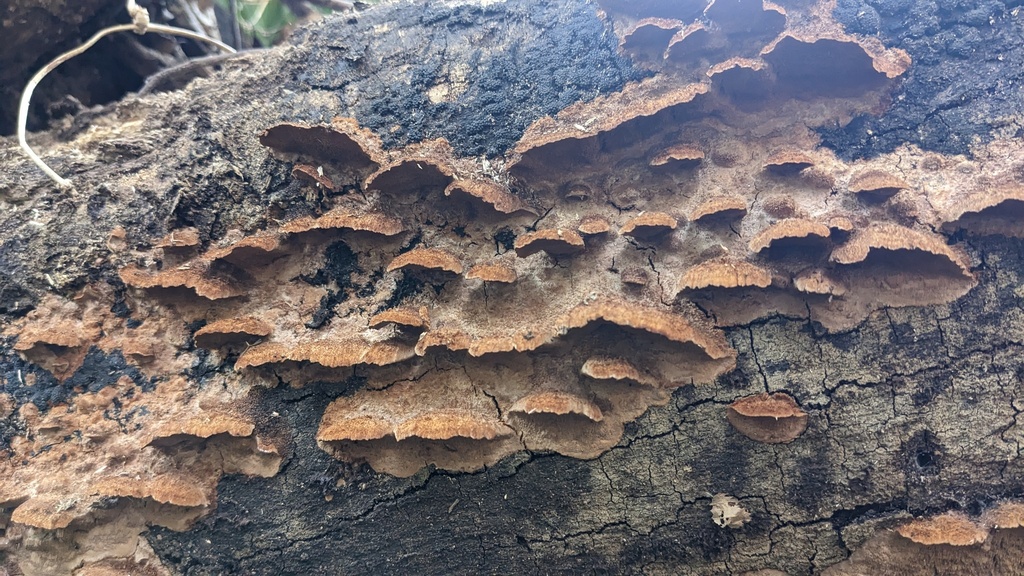 Fuscoporia gilva · February 2023 · photo: © atsushi_nakajima_cirque (iNaturalist, cc-by)