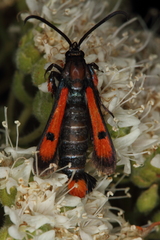 Chamaesphecia chalciformis