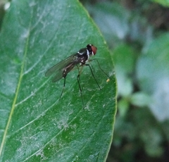 Tanypeza