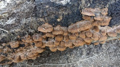 Fuscoporia gilva