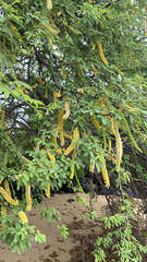 Prosopis pallida