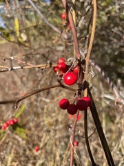 Smilax walteri