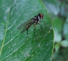 Tanypeza