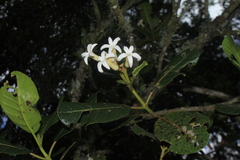 Ladenbergia macrocarpa