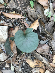 Packera coahuilensis