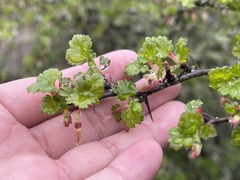 Ribes californicum