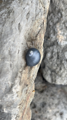 Nerita picea