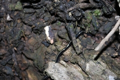 Caenoplana