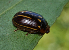 Paropsisterna lineata