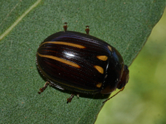 Paropsisterna lineata