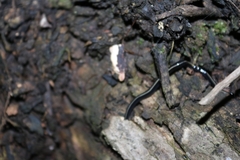Caenoplana