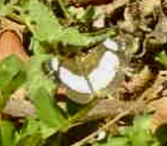 Janatella leucodesma