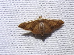 Idaea kendallaria