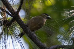 Coccothraustes abeillei