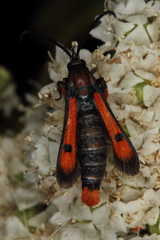 Chamaesphecia chalciformis