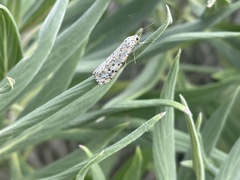 Utetheisa pulchelloides