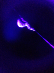 Hyptiotes