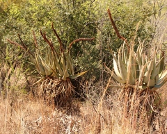 Aloe castanea