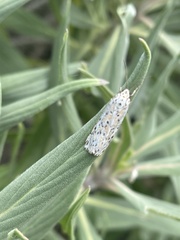 Utetheisa pulchelloides