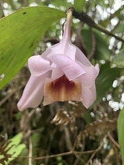 Sobralia rosea