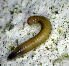 Brachyiulus