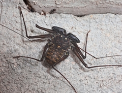 Phrynus whitei
