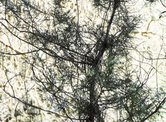 Juniperus turbinata