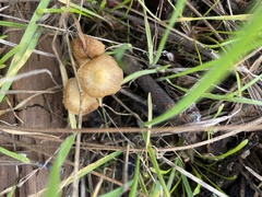 Agrocybe pediades